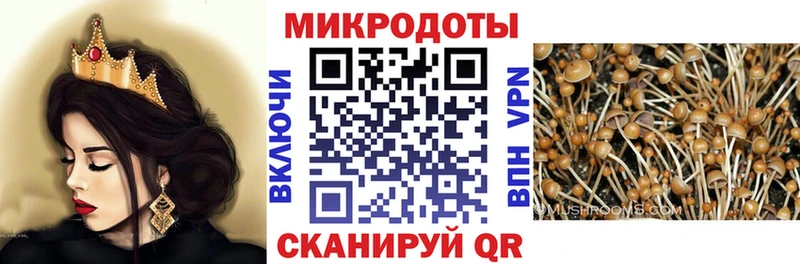 Псилоцибиновые грибы Psilocybine cubensis  Кириши 